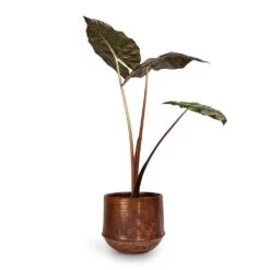Alocasia Yucatan Princess - Elephant Ear 16 Alocasia Yucatan Princess - Elephant Ear -Plant Supplies Sale Alocasia Yucatan Princess Elephant Ear 17x65cm Noud Plant Pot Copper 26x22cm 2fc8507c 9e2c 4d34 89b0 ec915738e474
