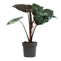Alocasia Yucatan Princess - Elephant Ear 13 Alocasia Yucatan Princess - Elephant Ear -Plant Supplies Sale Alocasia Yucatan Princess Elephant Ear 19cm