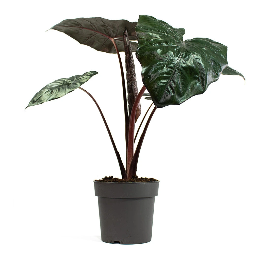 Alocasia Yucatan Princess - Elephant Ear 3 Alocasia Yucatan Princess - Elephant Ear - Image 3