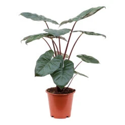 Alocasia Yucatan Princess - Elephant Ear 20 Alocasia Yucatan Princess - Elephant Ear -Plant Supplies Sale Alocasia Yucatan Princess Elephant Ear
