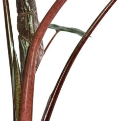 Alocasia Yucatan Princess - Elephant Ear 14 Alocasia Yucatan Princess - Elephant Ear -Plant Supplies Sale Alocasia Yucatan Princess Elephant Ear Close Up Stems