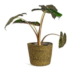 Alocasia Yucatan Princess - Elephant Ear 18 Alocasia Yucatan Princess - Elephant Ear -Plant Supplies Sale Alocasia Yucatan Princess Elephant Ear selin Plant Basket Camel plant pot