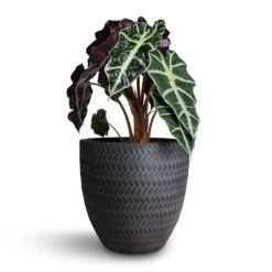 Alocasia Amazonica Polly - Elephant Ear 24 Alocasia Amazonica Polly - Elephant Ear -Plant Supplies Sale Alocasia amazonica Polly Elephant Ear 17x50cm Angle Couple Plant Pot Anthracite 24x23cm
