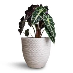 Angle Couple Plant Pot - White -Plant Supplies Sale Alocasia amazonica Polly Elephant Ear 17x50cm Angle Couple Plant Pot White 24x23cm 6a0dfb71 7210 47f0 acf1 683fd38a4b97