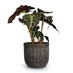 Alocasia Amazonica Polly - Elephant Ear 29 Alocasia Amazonica Polly - Elephant Ear -Plant Supplies Sale Alocasia amazonica Polly Elephant Ear 17x50cm Duncan Plant Pot Blue Gold 17x16cm 5fa021a9 7c5b 47bb b0de 8b25fb59e81c