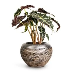 Luxe Lite Layer Globe Planter - Bronze -Plant Supplies Sale Alocasia amazonica Polly Elephant Ear 17x50cm Luxe Lite Layer Globe Planter Bronze 28x20cm