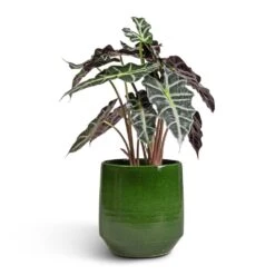 Remi Plant Pot - Green -Plant Supplies Sale Alocasia amazonica Polly Elephant Ear 17x50cm Remi Plant Pot Green 23x25cm