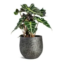 Alocasia Amazonica Polly - Elephant Ear 32 Alocasia Amazonica Polly - Elephant Ear -Plant Supplies Sale Alocasia amazonica Polly Elephant Ear Evi Plant Pot Midnight Black 22cm