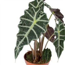 Alocasia Amazonica Polly - Elephant Ear 27 Alocasia Amazonica Polly - Elephant Ear -Plant Supplies Sale Alocasia amazonica Polly Elephant Ear Leaves