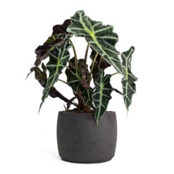 Alocasia Amazonica Polly - Elephant Ear 30 Alocasia Amazonica Polly - Elephant Ear -Plant Supplies Sale Alocasia amazonica Polly Elephant Ear Mini Valerie Plant Pot Black Washed 22e07904 1dda 4bb2 b6a7 89158be5d587