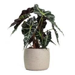 Alocasia Amazonica Polly - Elephant Ear 33 Alocasia Amazonica Polly - Elephant Ear -Plant Supplies Sale Alocasia amazonica Polly Elephant Ear Mini Valerie Plant Pot Grey Washed 807765fc ffaa 4bc1 81b1 7e0baf6f48eb