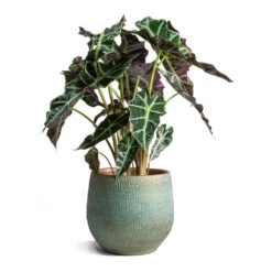 Ryan Plant Pot - Blue Gold -Plant Supplies Sale Alocasia amazonica Polly Elephant Ear Ryan Plant Pot Blue Gold 3ef5f156 1fc5 4551 b37a 6cd73c7b3a41