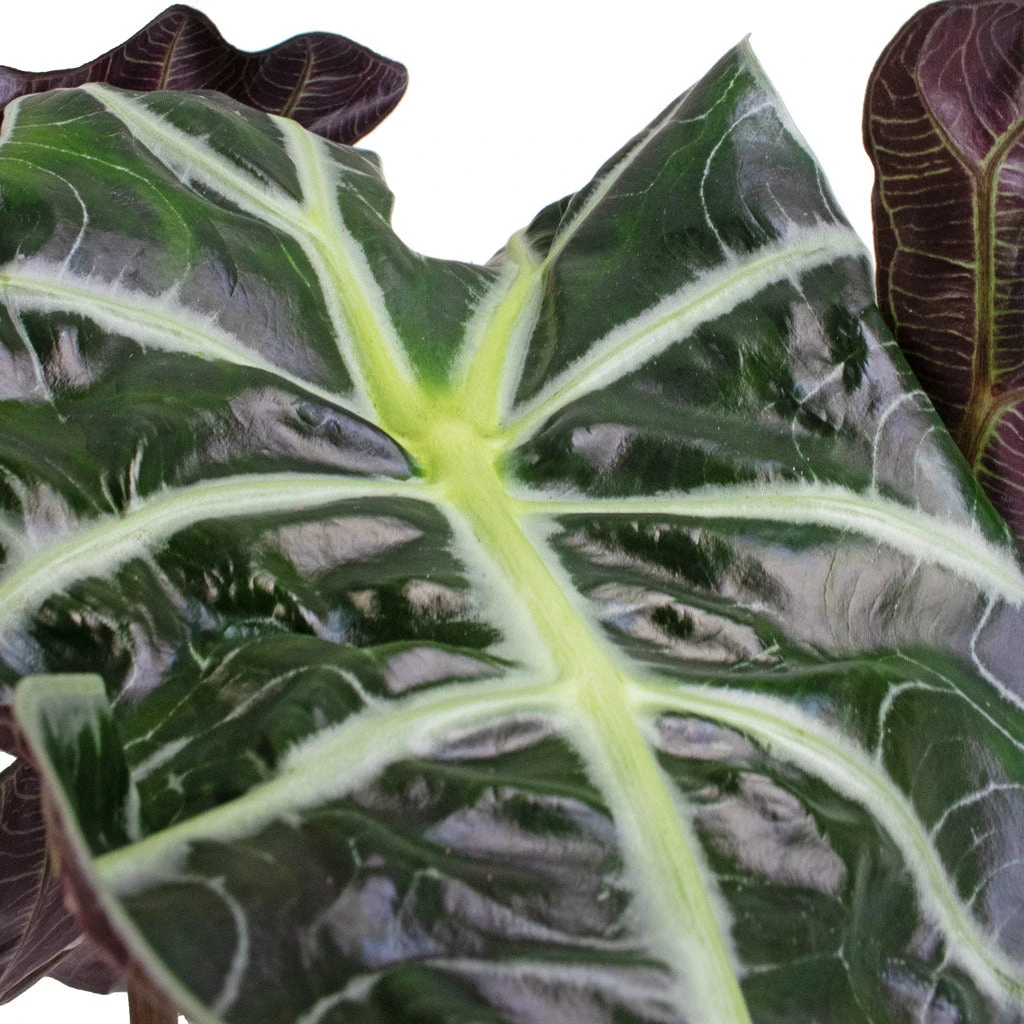 Alocasia Amazonica Polly - Elephant Ear 5 Alocasia Amazonica Polly - Elephant Ear - Image 5