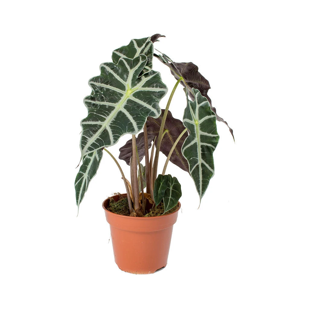 Alocasia Amazonica Polly - Elephant Ear 8 Alocasia Amazonica Polly - Elephant Ear - Image 8