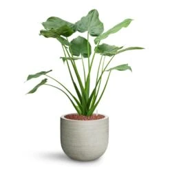 Alocasia Cucullata - Hooded Dwarf Elephant Ear - HydroCare -Plant Supplies Sale Alocasia cucullata Hooded Dwarf Elephant Ear HydroCare Cody Plant Pot Ridged Cement