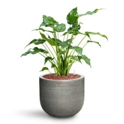 Cody Plant Pot - Ridged Dark Grey -Plant Supplies Sale Alocasia cucullata Hooded Dwarf Elephant Ear HydroCare Cody Plant Pot Ridged Dark Grey 17486c34 743e 4666 9978 55626f63b071