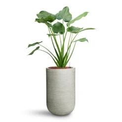 Alocasia Cucullata - Hooded Dwarf Elephant Ear - HydroCare -Plant Supplies Sale Alocasia cucullata Hooded Dwarf Elephant Ear HydroCare Cody Plant Vase Ridged Cement
