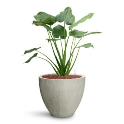 Alocasia Cucullata - Hooded Dwarf Elephant Ear - HydroCare -Plant Supplies Sale Alocasia cucullata Hooded Dwarf Elephant Ear HydroCare Jesslyn Plant Pot Ridged Cement