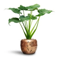 Alocasia Cucullata - Hooded Dwarf Elephant Ear - HydroCare -Plant Supplies Sale Alocasia cucullata Hooded Dwarf Elephant Ear HydroCare Opus Raw Couple Planter Gold