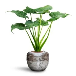 Opus Raw Couple Planter - Silver -Plant Supplies Sale Alocasia cucullata Hooded Dwarf Elephant Ear HydroCare Opus Raw Couple Planter Silver a34892d9 95ff 4845 abe9 8885537631dc