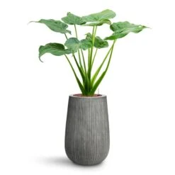 Patt High Plant Vase - Ridged Dark Grey -Plant Supplies Sale Alocasia cucullata Hooded Dwarf Elephant Ear HydroCare Patt High Plant Vase Ridged Dark Grey 40f9e0f7 998a 468e b926 8e19612b7a3f