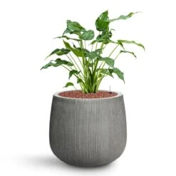 Pax Planter - Ridged Dark Grey -Plant Supplies Sale Alocasia cucullata Hooded Dwarf Elephant Ear HydroCare Pax Planter Ridged Dark Grey fe81520c e4aa 49b1 bedf 663e77ee0bb1