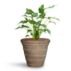 Treasure Selena Planter - Chalk Beige 14 Treasure Selena Planter - Chalk Beige -Plant Supplies Sale Alocasia cucullata Hooded Dwarf Elephant Ear HydroCare Treasure Selena Planter Chalk Beige f216ae93 651f 4c4b 920a 47934cf50681