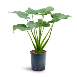 Alocasia Cucullata - Hooded Dwarf Elephant Ear - HydroCare -Plant Supplies Sale Alocasia cucullata Hooded Dwarf Elephant Ear Hydroculture 18 19x70cm