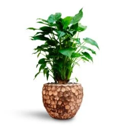Alocasia Cucullata - Hooded Dwarf Elephant Ear - HydroCare -Plant Supplies Sale Alocasia cucullata Hooded Dwarf Elephant Ear HydrocultureFacets Couple Planter Into Coco
