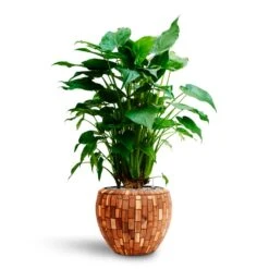 Alocasia Cucullata - Hooded Dwarf Elephant Ear - HydroCare -Plant Supplies Sale Alocasia cucullata Hooded Dwarf Elephant Ear HydrocultureFacets Couple Planter Jenga