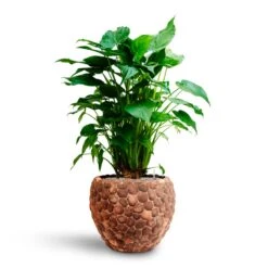 Alocasia Cucullata - Hooded Dwarf Elephant Ear - HydroCare -Plant Supplies Sale Alocasia cucullata Hooded Dwarf Elephant Ear HydrocultureFacets Couple Planter Out Of Coco