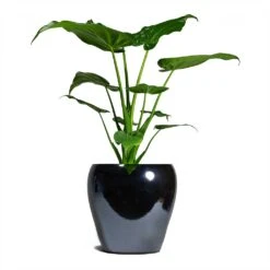 Amora Plant Pot - Anthracite Mirror -Plant Supplies Sale Alocasia cucullata Hooded Dwarf ElephantEar 19x75cm Amora Plant Pot Anthracite Mirror 26x26cm 926da5da 3fbe 4a6c b1ef 1c3e9482e1a5