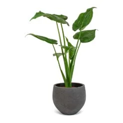 Mini Orb Kevan Plant Pot - Black Washed -Plant Supplies Sale Alocasia cucullata Mini Orb Kevan Plant Pot Black Washed 02bf3936 cc56 4d97 bb0a 8fed8a435123