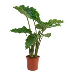 Alocasia Portodora - Upright Elephant Ear -Plant Supplies Sale Alocasia portodora