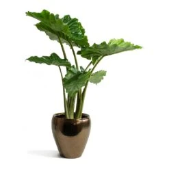 Amora Plant Pot - Black Gold -Plant Supplies Sale Alocasia portodora Amora Black Gold Plant Pot 12191c14 a540 405f af90 8fe6e2728abf