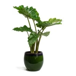 Alocasia Portodora - Upright Elephant Ear -Plant Supplies Sale Alocasia portodora Charlotte Plant Pot Green