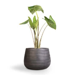Angle Darcy Plant Pot - Anthracite -Plant Supplies Sale Alocasia zebrina Tiger Elephant Ear 19x75cm Angle Darcy Plant Pot Anthracite 34.5x24cm 1 e69cd94e 70aa 4082 864f 450af7ddf6c4