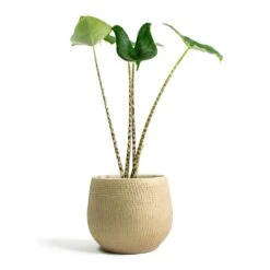 Ryan Plant Pot - Sand Gold -Plant Supplies Sale Alocasia zebrina Tiger Elephant Ear Ryan Plant Pot Sand Gold