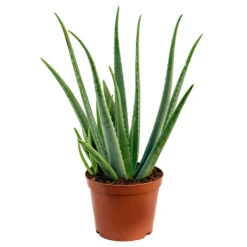 Aloe Vera -Plant Supplies Sale Aloe Vera 70cm
