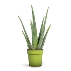 Aloe Vera -Plant Supplies Sale Aloe vera 12x35cm