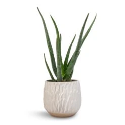 Arles Leaf Plant Pot - White 7 Arles Leaf Plant Pot - White -Plant Supplies Sale Aloe vera 12x40cm Arles Leaf Plant Pot White 17x17cm
