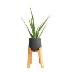 Patt Plant Pot - Tall Stand - Black Washed -Plant Supplies Sale Aloe vera 12x40cm Patt Plant Pot Tall Stand Black Washed 23x34cm