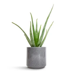 Aloe Vera -Plant Supplies Sale Aloe vera 12x40cm Remmi Glaze Plant Pot Grey 16x16cm 643ded9d a6ed 4b82 8b19 1b4189d14970