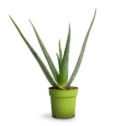 Aloe Vera -Plant Supplies Sale Aloe vera 12x40cm 039499a8 986e 4a9b bff6 24faae8bf7ee
