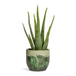 Moon Plant Pot - Jungle 21 Moon Plant Pot - Jungle -Plant Supplies Sale Aloe vera 15x45cm Moon Plant Pot Jungle 19x16cm
