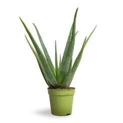 Aloe Vera -Plant Supplies Sale Aloe vera 15x50cm