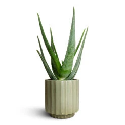 Aloe Vera -Plant Supplies Sale Aloe vera 15x50cm Bourton Scalloped Plant Pot Sage 18x18cm b187f9df 6bb8 440e a7c3 717616bd60dc