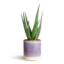 Aloe Vera -Plant Supplies Sale Aloe vera 15x50cm Copenhagen Plant Pot Blue 18.5x19.5cm 2337ba21 7965 4bf1 8ce5 5b3276fc3250
