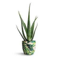 Aloe Vera -Plant Supplies Sale Aloe vera 15x50cm Monza Plant Pot Botanical Fern 17x17cm e9257a20 191d 4734 bbc2 871ad769d340