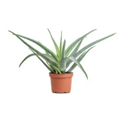 Aloe Vera -Plant Supplies Sale Aloe vera 19x55cm
